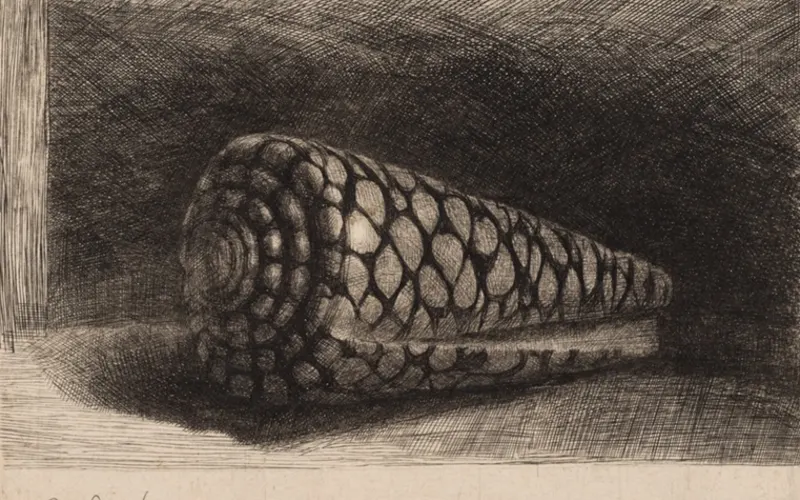 Artwork: The Shell, Rembrandt van Rijn (1650) · Art Institute of Chicago, CC0