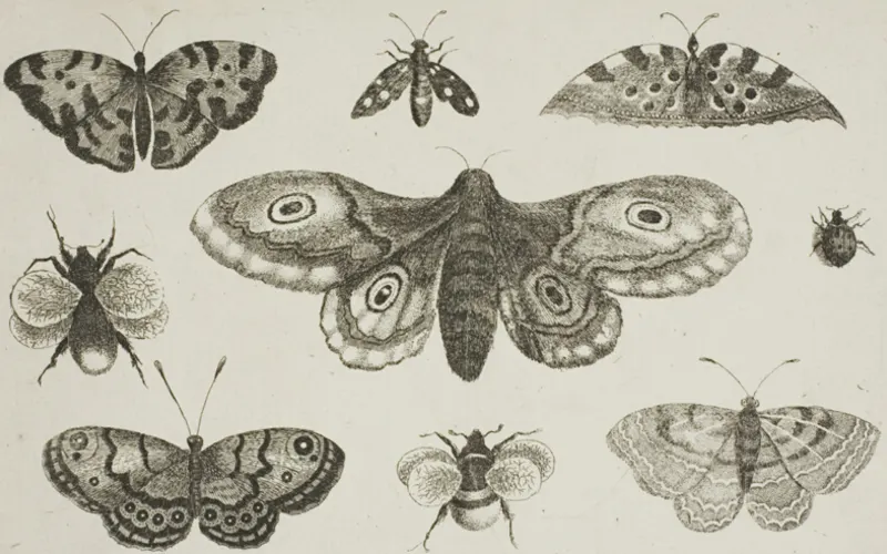 Artwork: A Moth, Butterflies, and Bees, from Diversae Insectorum...Figurae, Wenceslaus Hollar (after 1644) · Art Institute of Chicago, CC0